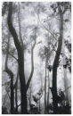 Forest Mist