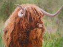 A Highland Bull in Acrylic. Sold.