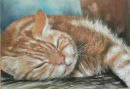 Jasper. Commission. Pastel.