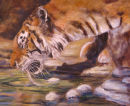 Tiger Drinking. Acrylic on canvas. Sold.
