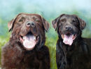Cocoa and Bounty. A commission. Pastel.