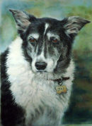 Jay. A commission. Pastel.