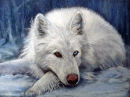 White Wolf. Pastel.