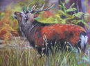 Sika Deer at Arne. Pastel. Sold