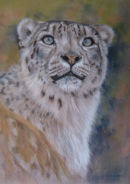 Snow Leopard. Pastel. Sold.