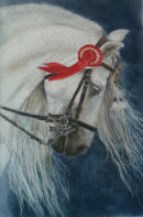 Triumph. A proud and beautiful horse. 