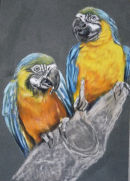 Blue and Gold Macaws. Pastel. Sold.