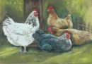 Spring Chickens. Pastel.  SOLD