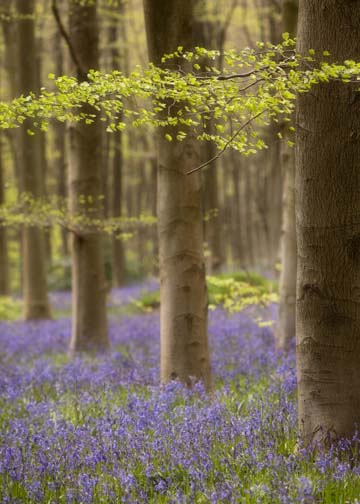 Savanake Forest