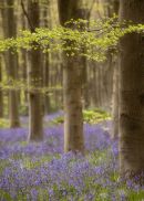 Savanake Forest