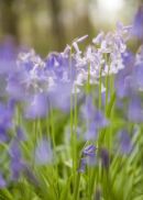 Blue Bells