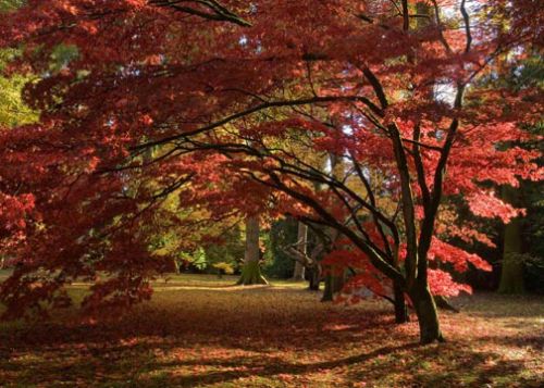 Westonbirt Arboretum