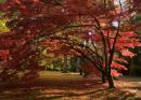 Westonbirt Arboretum