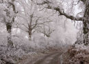 Hampshire Winter
