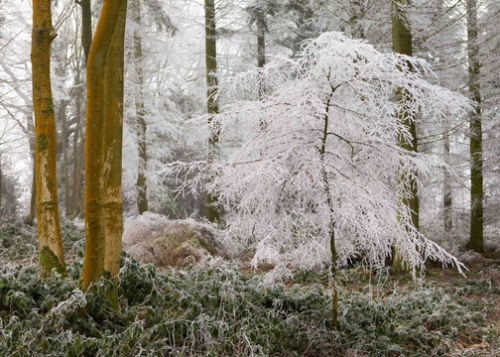 Frosty Morning
