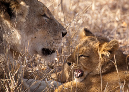 lion cub and mother
