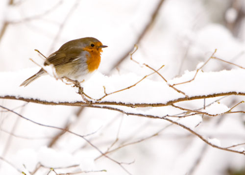 robin in snow