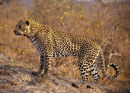 leopard in morning sun