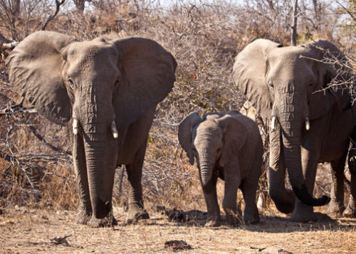 Elephant family