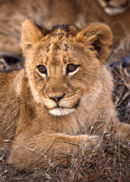 lion cub