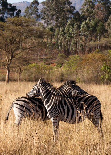 Zebra