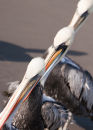Peruvian pelicans