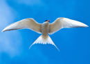 arctic tern, Iceland