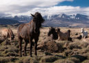 Icelandic wild horses