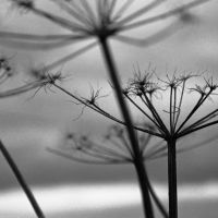 Seed head I