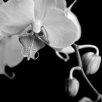 Black & white moth orchid III