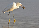 Snowy Egret, Brasil
