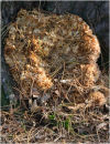 Cauliflower fungus - sparassis crispa