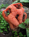 Clathrus ruber