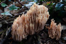 Coral fungus