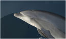 Dolphin, Galapagos