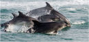 Bottle-nosed Dolphins