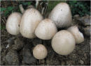 Dung mottlegill 