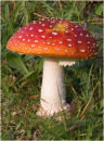 Fly agaric