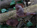 Jelly Ear