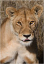 Lion, Serengeti