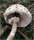 Parasol mushroom
