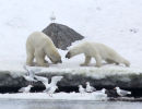 Polar bear aggression