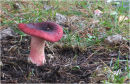 Russula queletii