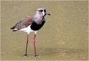 Southern lapwing - Brasil