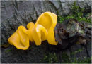 Tremella mesenterica