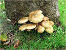 Unidentified 1
