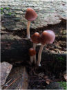 Unidentified 3