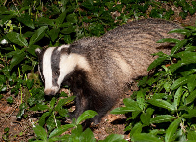 Badger