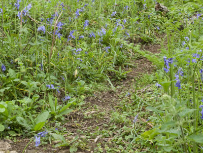 Badger path