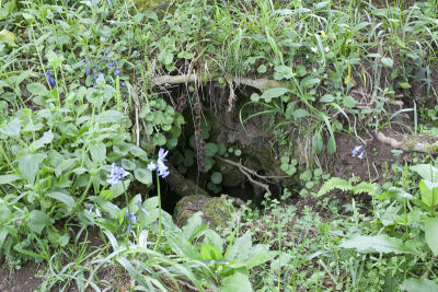 Badger sett